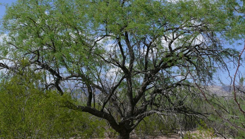 mesquite-tree