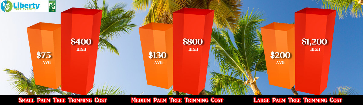 palm-tree-trimming-costs-small-to-medium-large