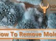 How To Remove Mold