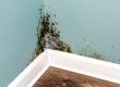 Cost Of Mold Remediation