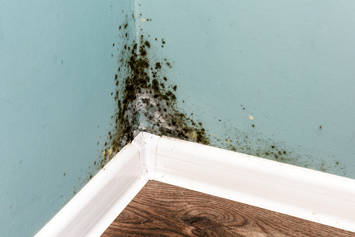 Cost Of Mold Remediation Cost Of Mold Remediation
